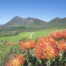 What is Fynbos? Culture Wine Co.