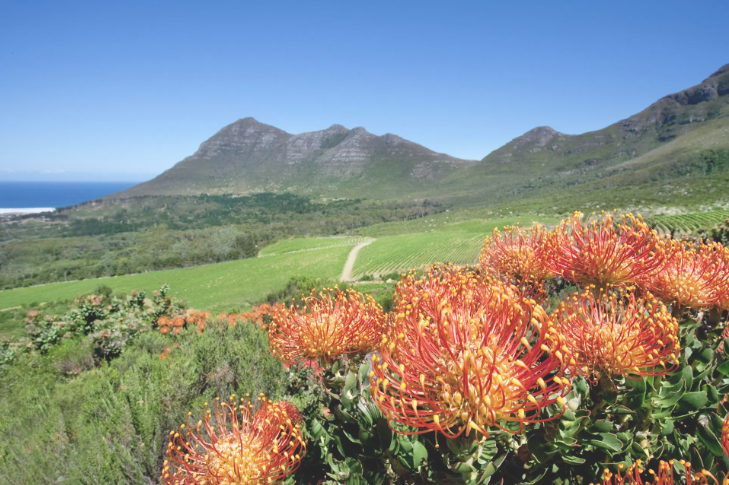What is Fynbos? Culture Wine Co.