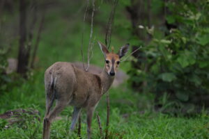 Duiker National Pack Culture Wine Co 