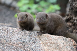 Dwarf Mongoose Kruger National Pack Culture Wine Co 