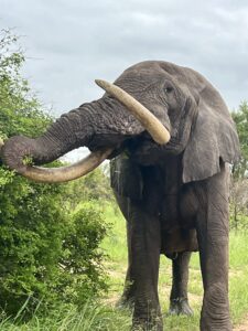 Elephant at Kruger National Park - Culture Wine Co.