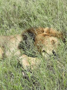 Lion Sleeping in Kruger - Culture Wine Co. 