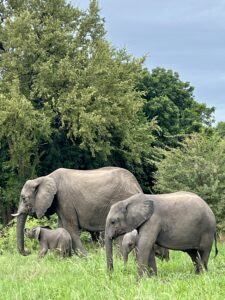 Two Week Old Elephant in Kruger National Park - Culture Wine Co. 