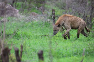 Hyena Kruger National Pack Culture Wine Co