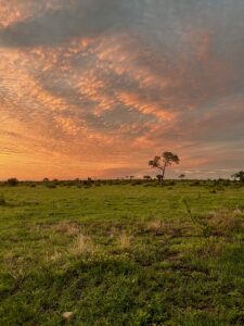 Sunsets in Sabi Sands Park Culture Wine CO. 