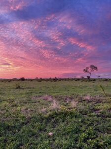 Sunsets in Sabi Sands Park Culture Wine CO. 