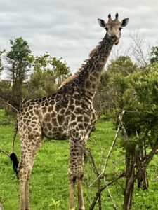 Giraffe in Kruger National Park - Culture Wine Co. 