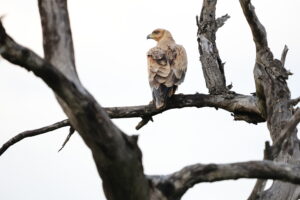 Tawny Eagle in Kruger National Park Culture Wine Co.