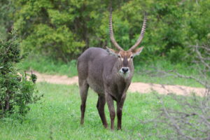 Water Buck in Kruger National Park Culture Wine Co. 