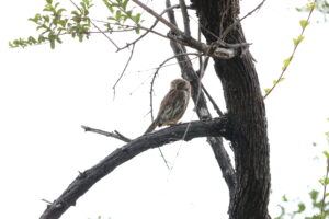 White Spotted Owlet Kruger National Pack Culture Wine Co