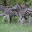 Zebras in Kruger National Park Culture Wine Co.