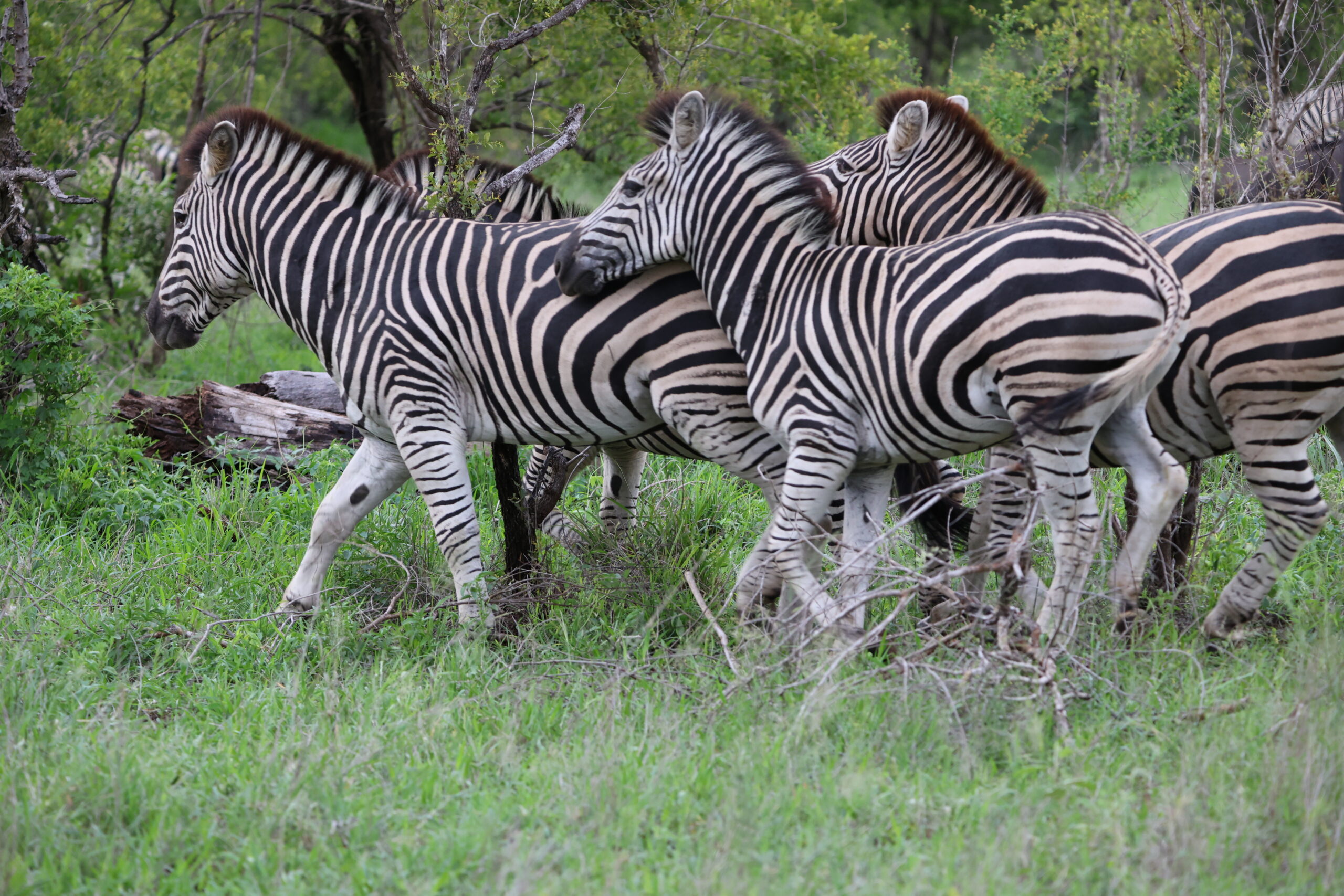 Zebras in Kruger National Park Culture Wine Co.